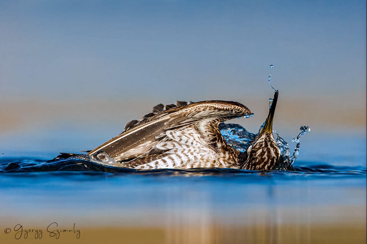 Welcome (Back) to SzimiStyle Birding