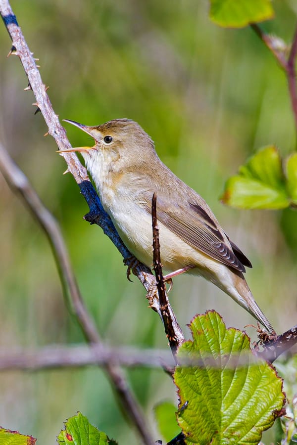 An Almost Perfect Day: From Marsh Warbler to Golden Eagle