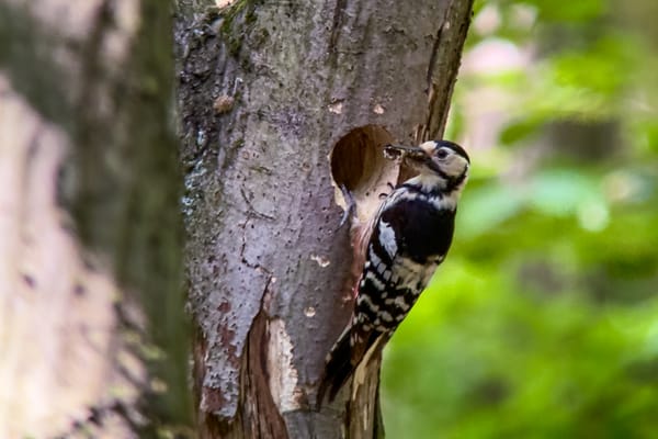 At Risk in the Canopy: The Vulnerability of Hungary’s Nesting White-backed Woodpeckers