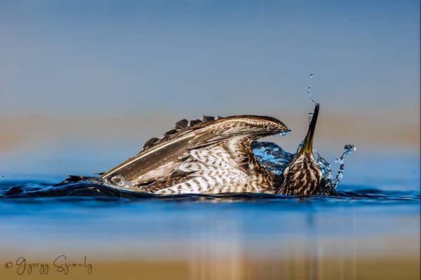 A life observed through birds
