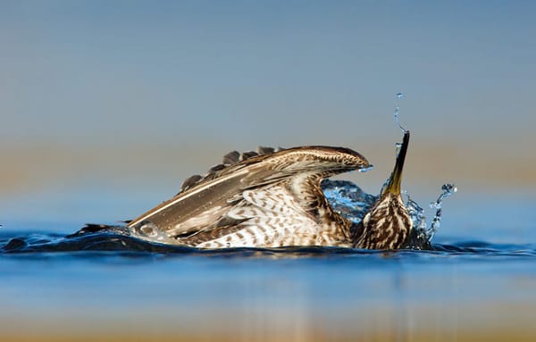Welcome (Back) to Bird Observer