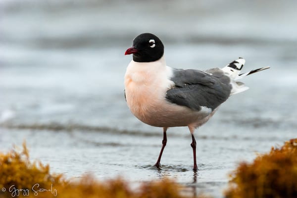 How PatchBird Changed the Way I Bird