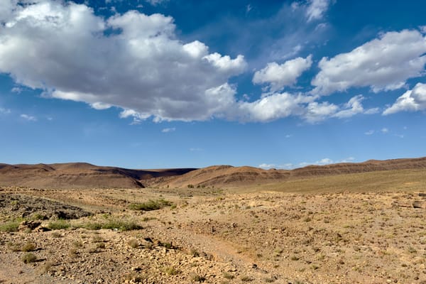 Fifty Years in the Same Direction with Birds
