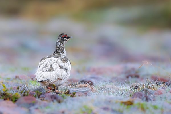 The Hidden Gift of Dipping